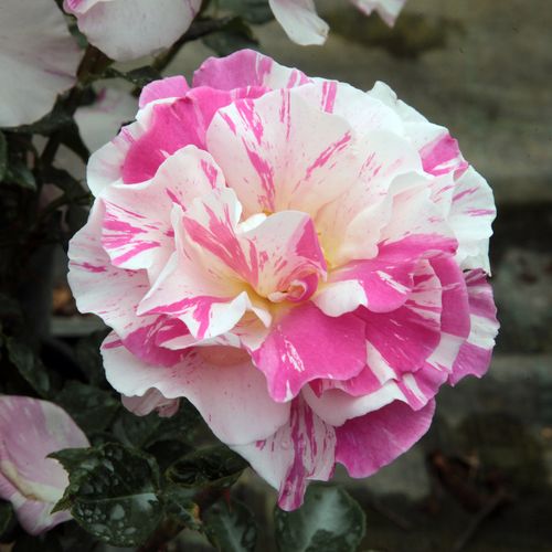 Rosen Online Shop - floribundarosen - weiß - rosa - Rosa Berlingot™ - stark duftend - Francois Dorieux II. - Gruppenweise gepflanzt können wir mit ihrer gestreiften Blütenfarbe eine extravagante Wirkung erreichen. Ihre Blüten können wir in kleinen Sträuße